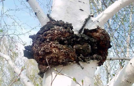 在森林里租一间斯堪的纳维亚风格的房子。